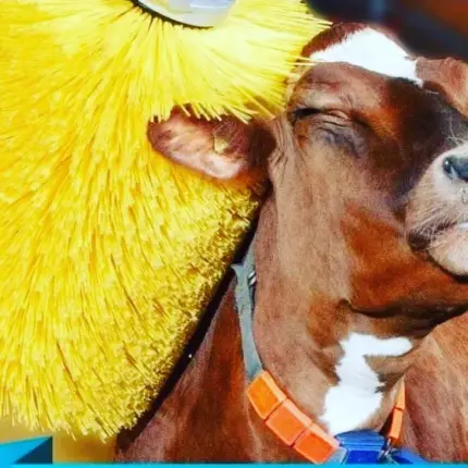 Brosse automatique pour bovin